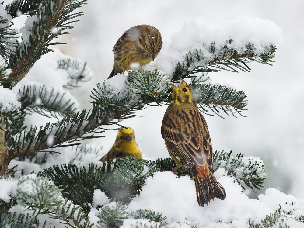 "Goldiger Tannenbaum" Foto & Bild tiere, wildlife, wild lebende vögel