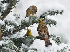 "Goldiger Tannenbaum"