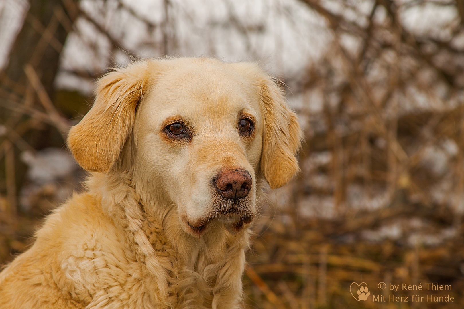 Goldis aufmerksammer Blick