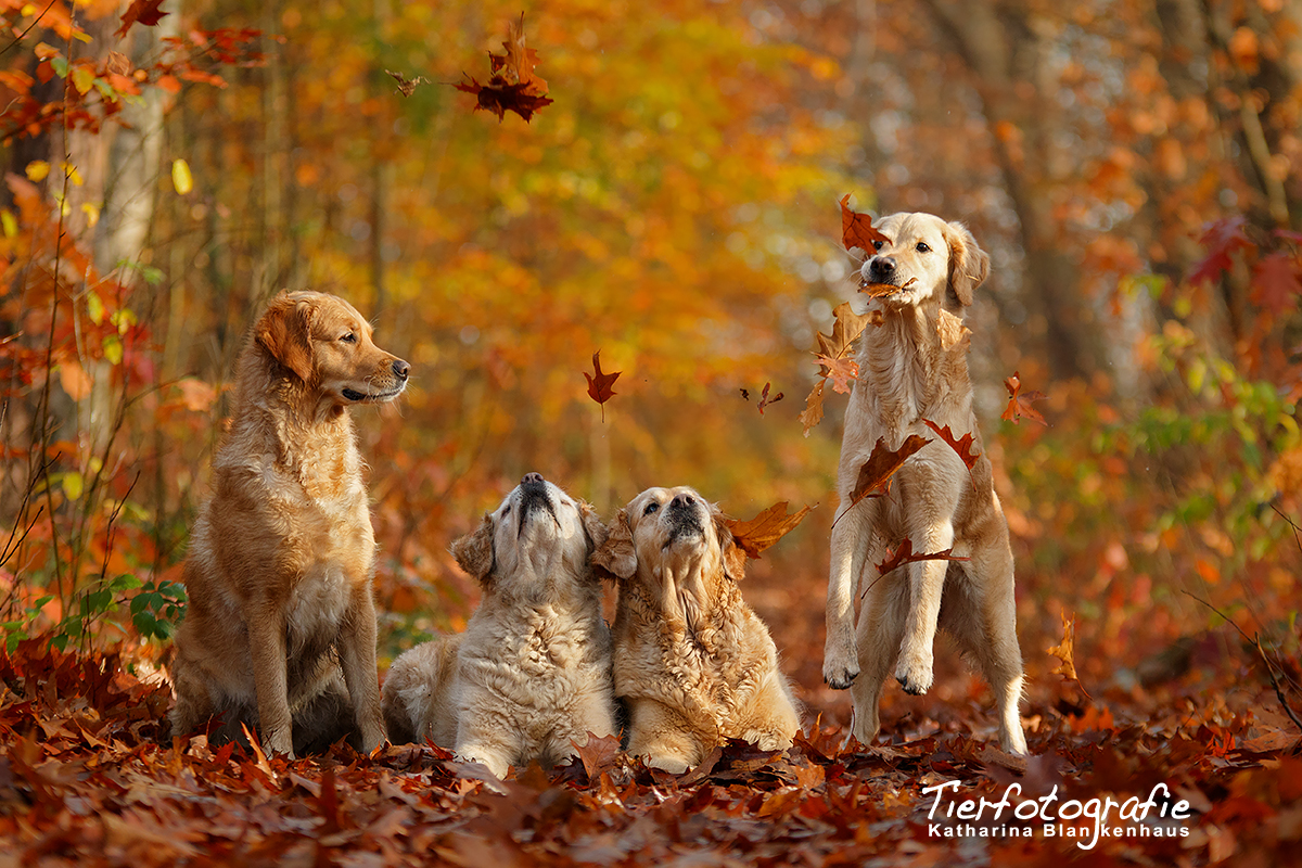 Goldis im goldenen Herbst