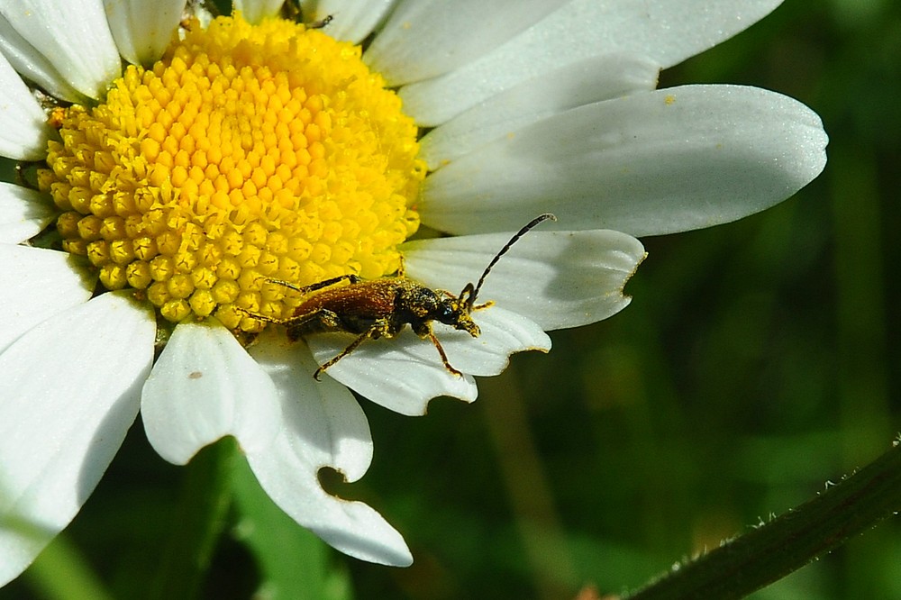 Goldkäfer