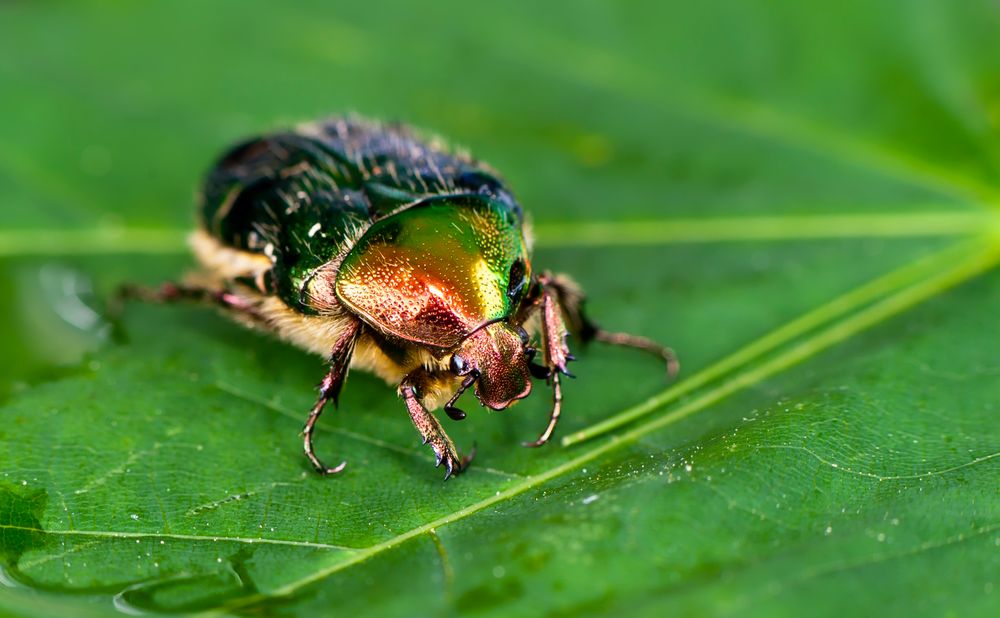 Goldkäfer