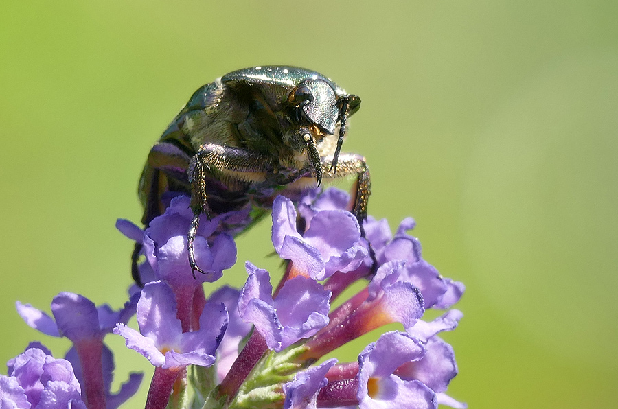 Goldkäfer-auf-Buddleia