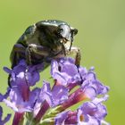 Goldkäfer-auf-Buddleia