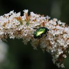 Goldkäfer auf Sommerflieder