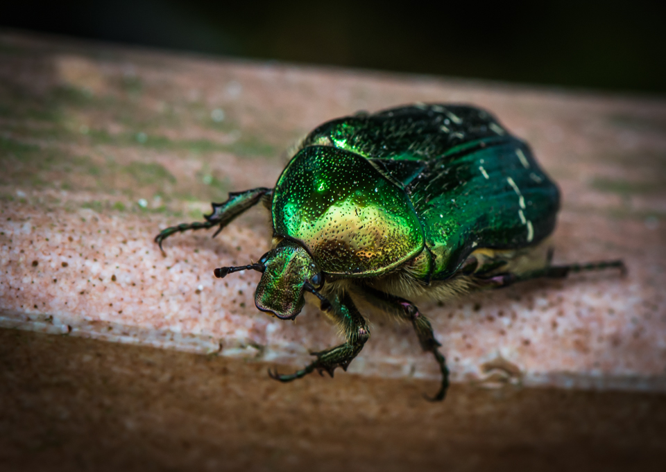 Goldkäfer - Potosia cuprea (Blatthornkäfer)