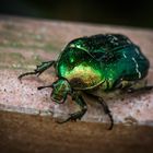 Goldkäfer - Potosia cuprea (Blatthornkäfer)