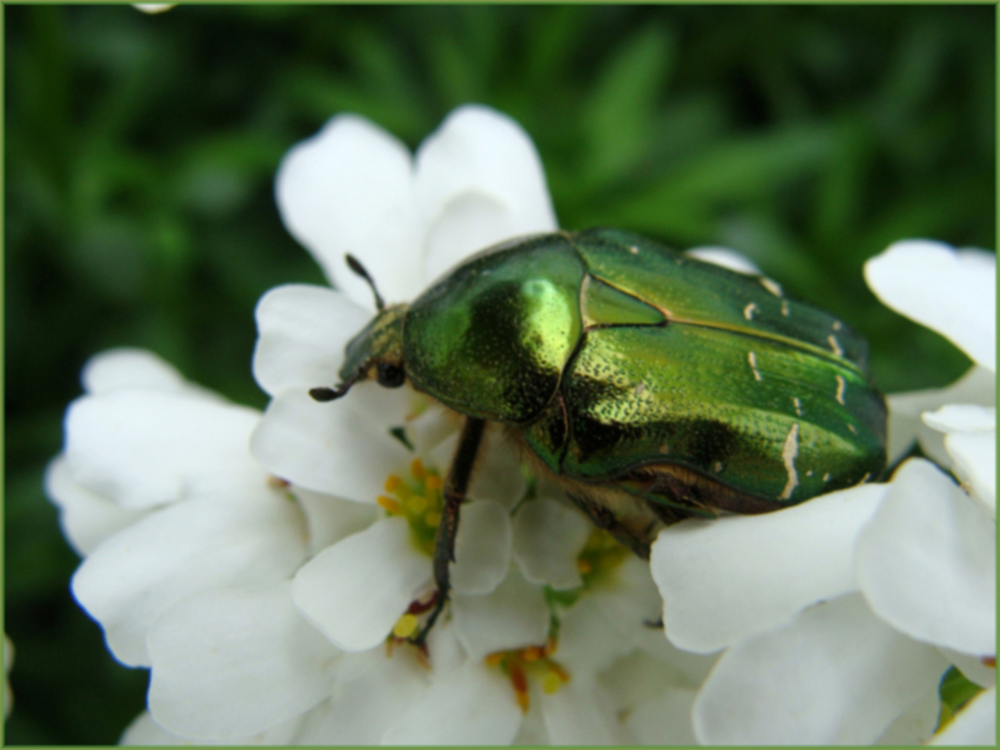 Goldkäfer sind auch schon unterwegs