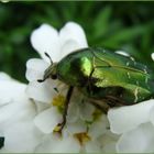 Goldkäfer sind auch schon unterwegs