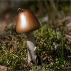 Goldkappe - Pilz für Reiche?