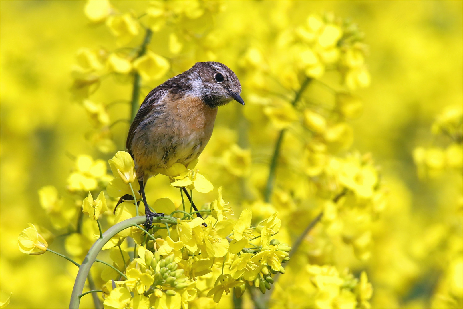 "Goldkehlchen" - Schwarzkehlchen ( Saxicola rubicola) im golden Rapsfeld