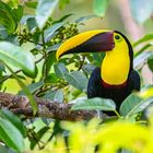 Goldkehltukan, Black-mandibled Toucan