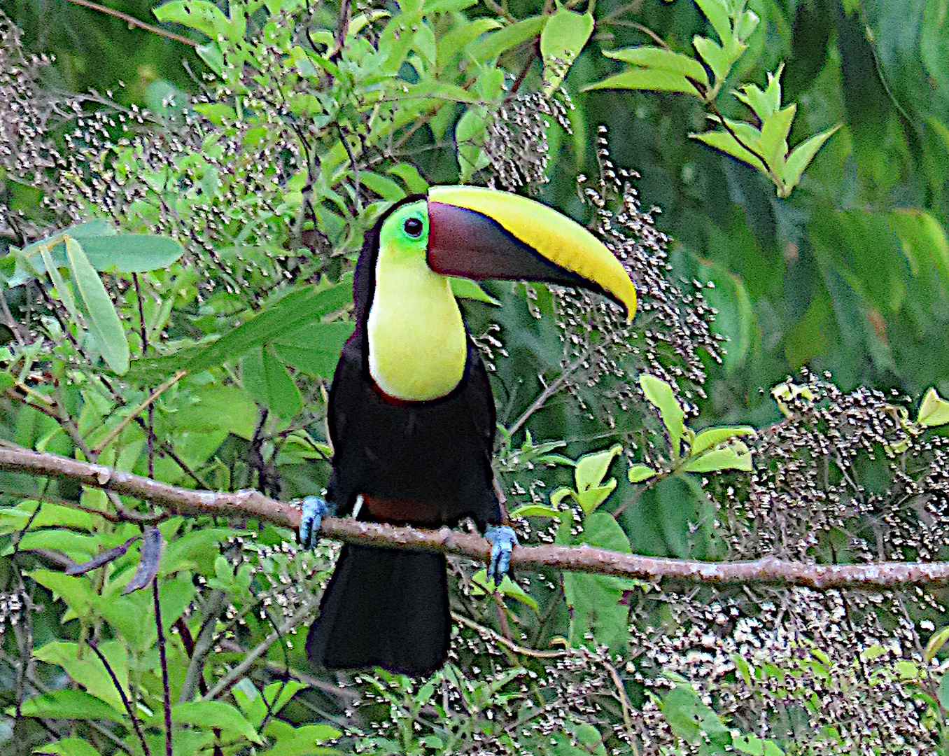 Goldkehltukan (Ramphastos ambiguus) La Gamba