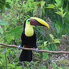 Goldkehltukan (Ramphastos ambiguus) La Gamba