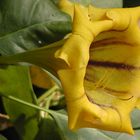 Goldkelch oder Solandra maxima 