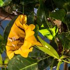 Goldkelchwein ( Solandra maxima) 