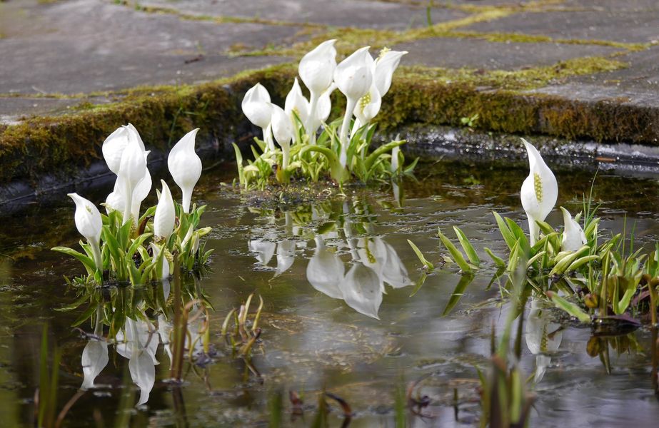 Goldkeule (bot. Orontium aquaticum)