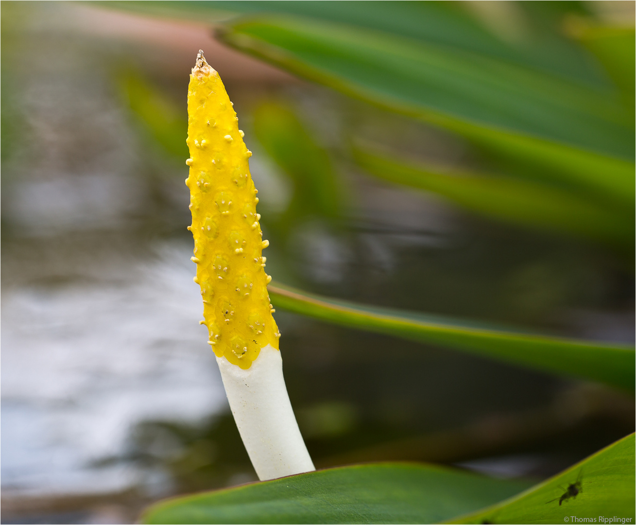 Goldkeule (Orontium aquaticum) Foto & Bild pflanzen, pilze & flechten