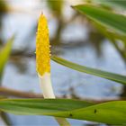 Goldkeule (Orontium aquaticum).