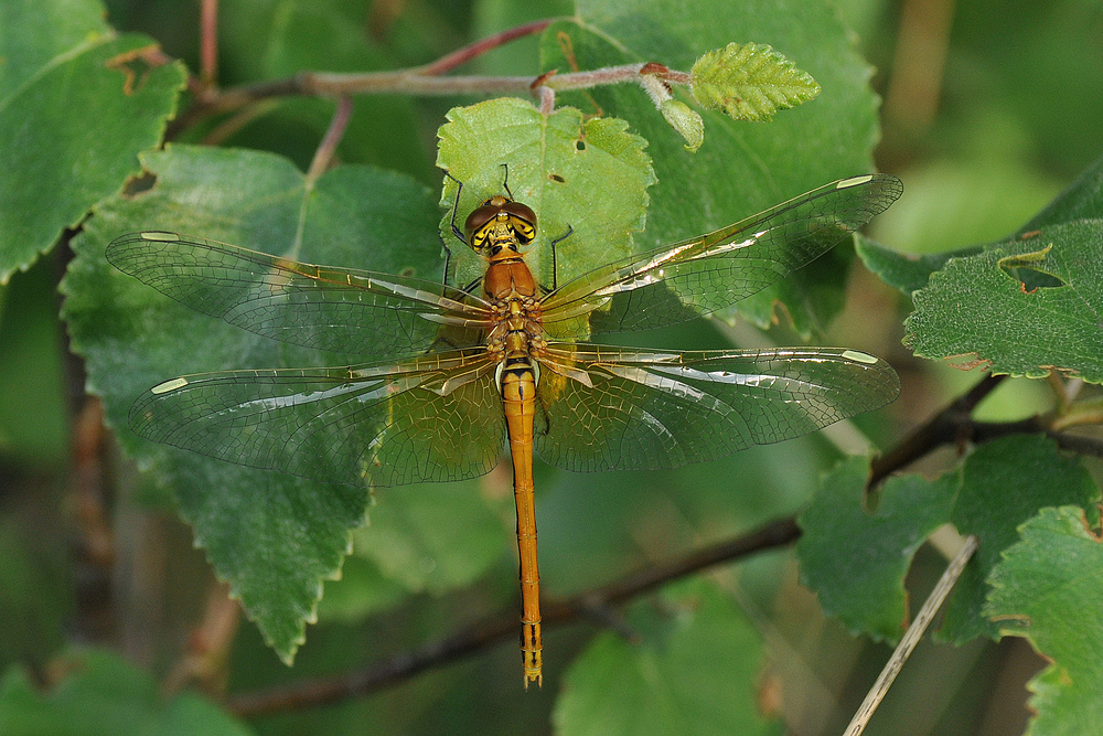 Goldkind - Libelle?