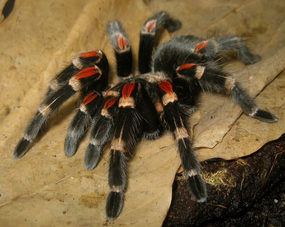 Goldknie Vogelspinne