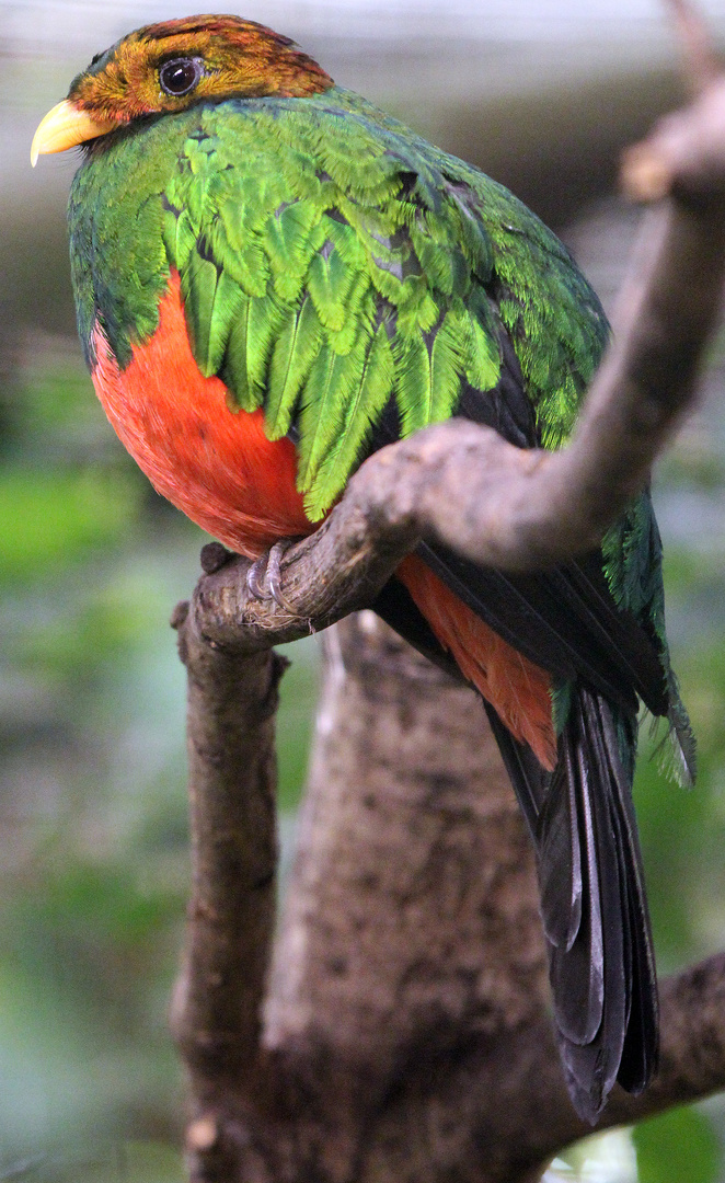 Goldkopf Quetzal, (Pharomachrus auriceps) , Male, Trogone, Foto: 2013