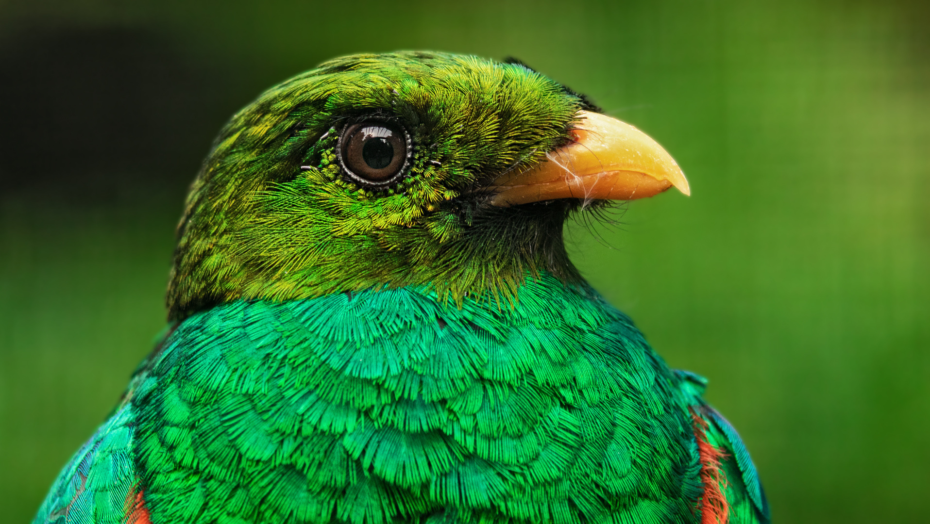 Goldkopf Quetzal Portrait 001