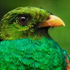 Goldkopf Quetzal Portrait 001