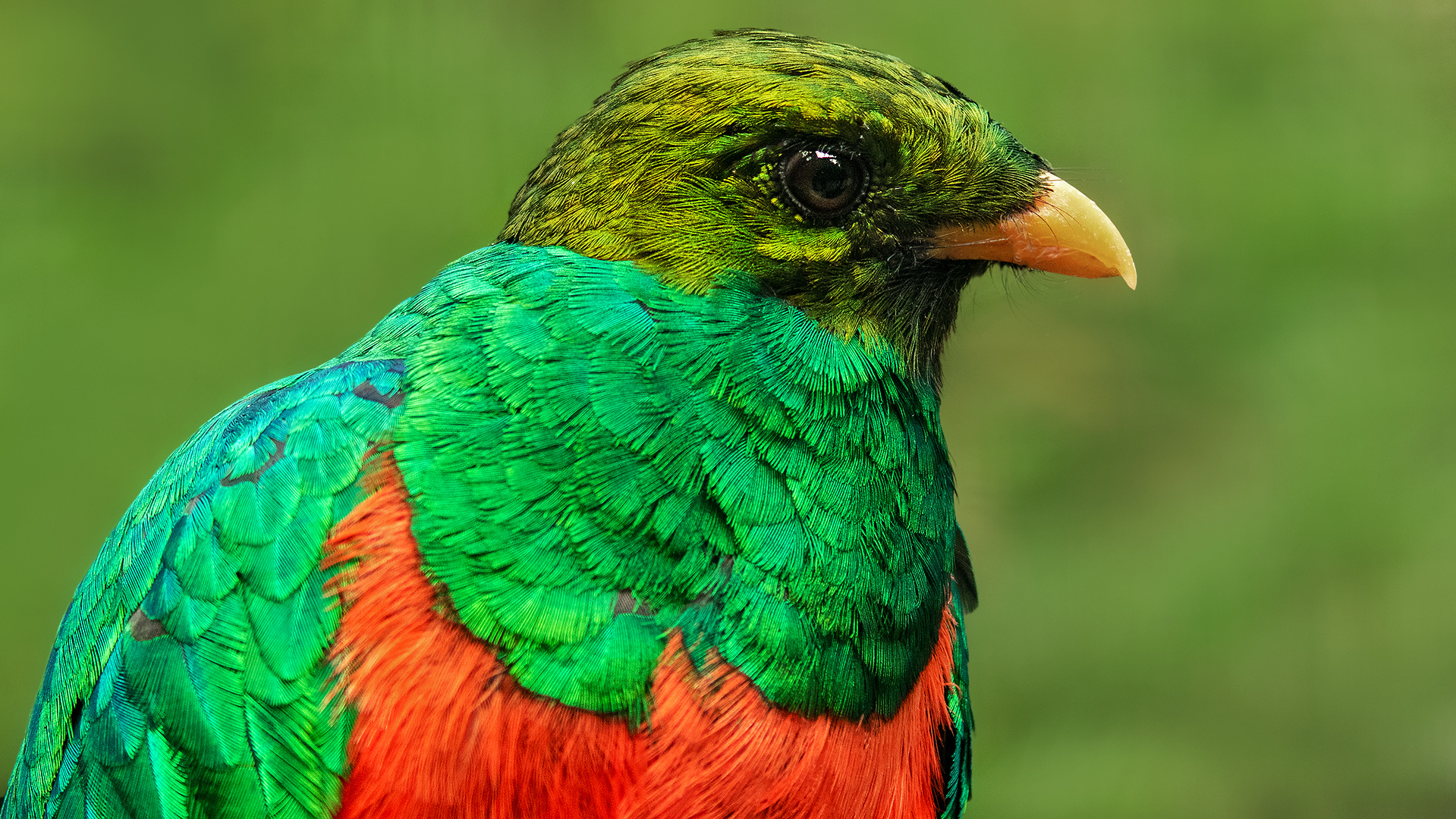 Goldkopf Quetzal-Portrait 006 