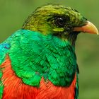 Goldkopf Quetzal-Portrait 006 