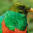 Goldkopf Quetzal-Portrait 009 