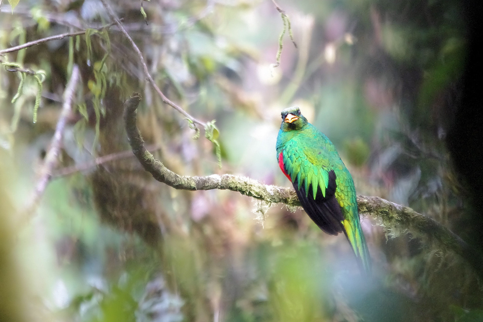 Goldkopftrogon