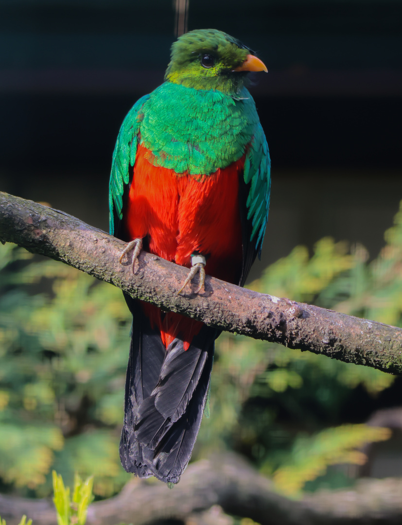 Goldkopftrogon