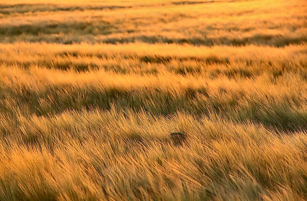 Goldkorn  trifft Abendsonne ...