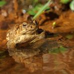 "Goldkröte" am Goldbach - Erdkröte, Bufo bufo