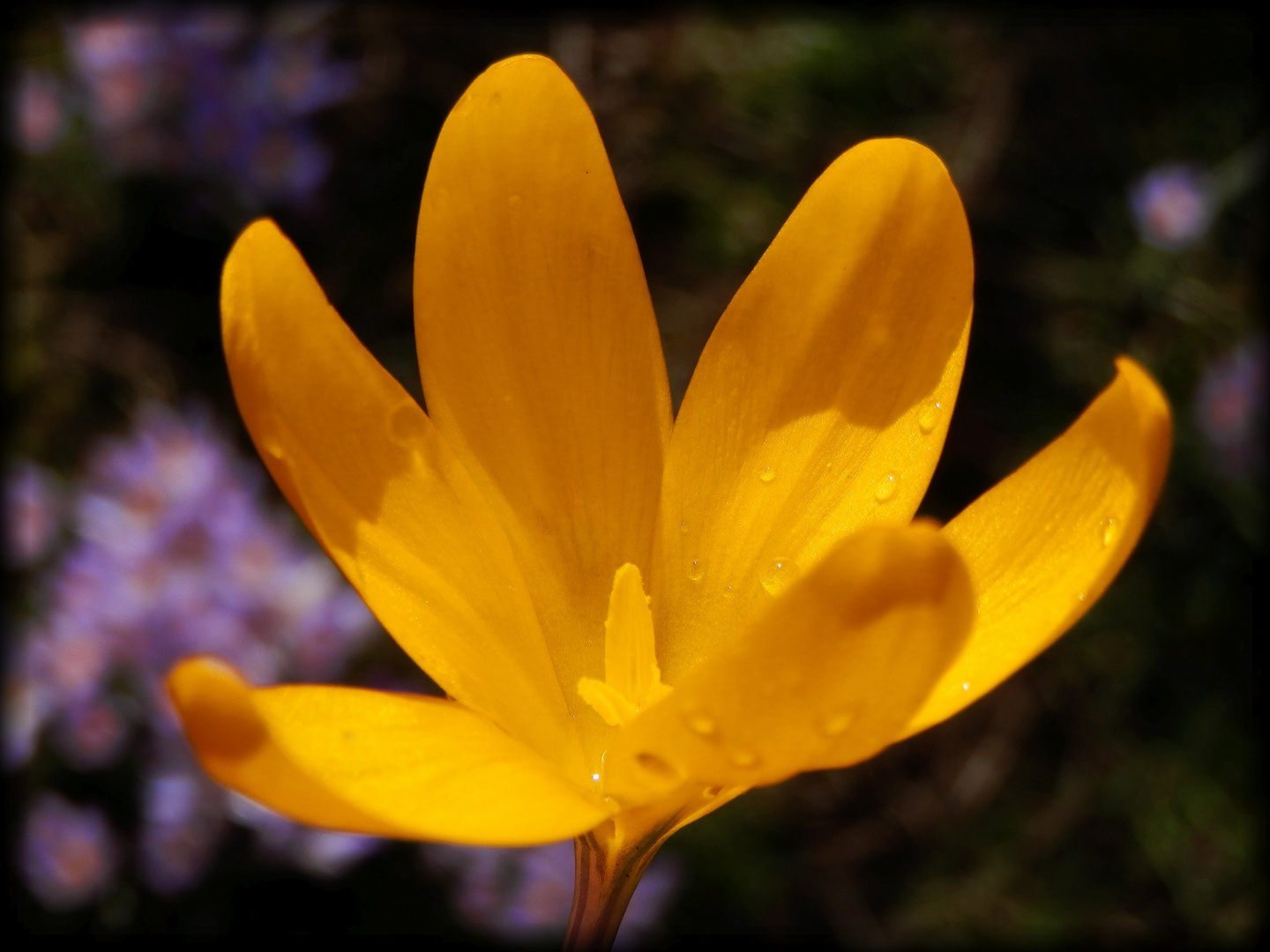 Goldkrokus (Crocus angustifolius) - Zur Abwechslung ein gelber Krokus