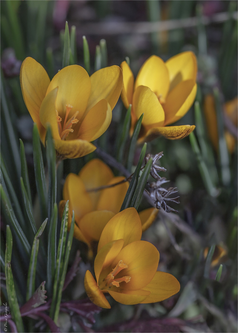 Goldkrokus - Crocus flavus