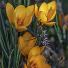 Goldkrokus - Crocus flavus