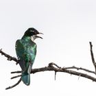 Goldkuckuck - Diederick cuckoo (Chrysococcyx caprius)