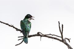 Goldkuckuck - Diederick cuckoo (Chrysococcyx caprius)