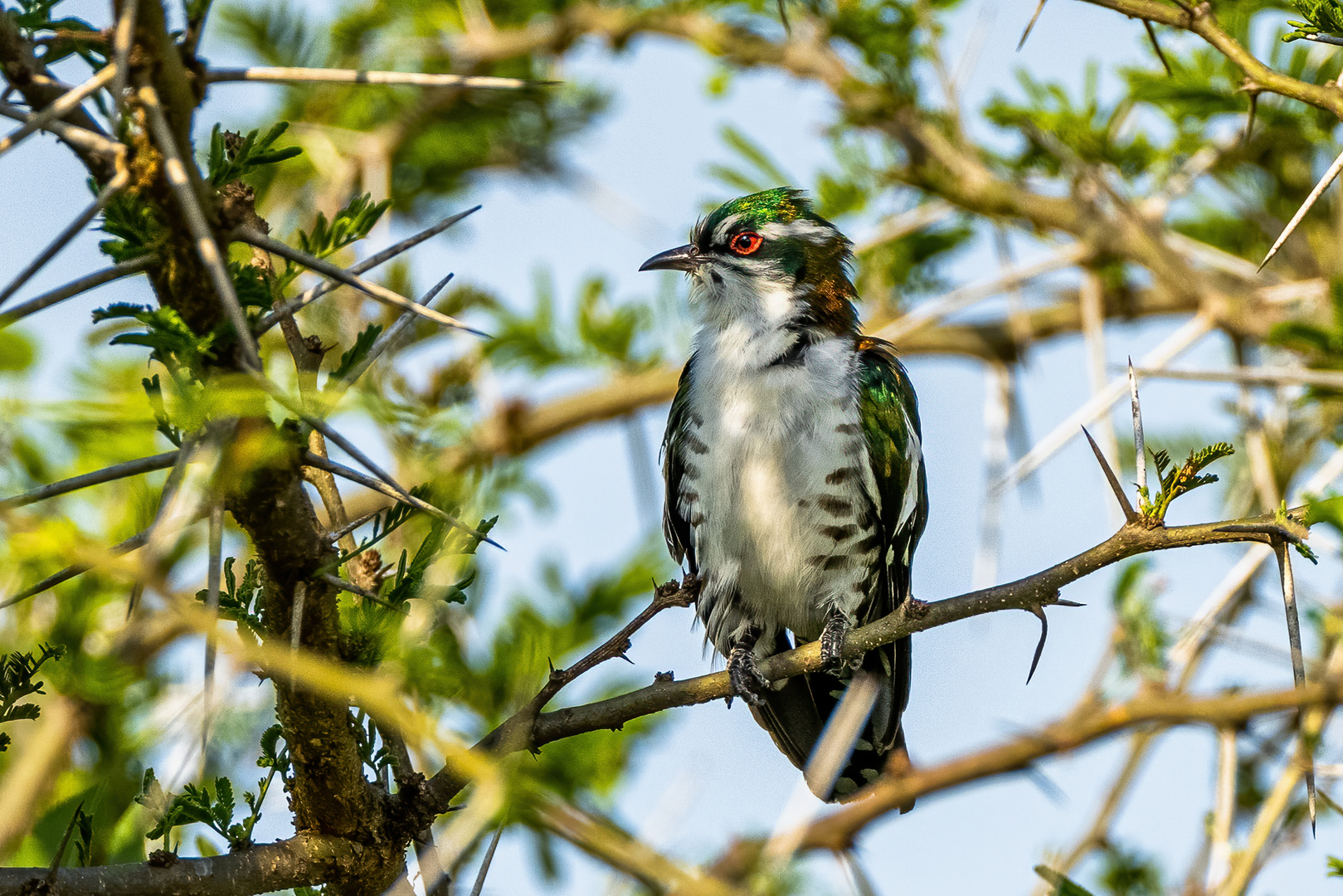 Goldkuckuck - Diederik Cuckoo