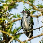 Goldkuckuck - Diederik Cuckoo