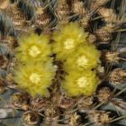 Goldkugel Kaktus – Echinocactus grusonii