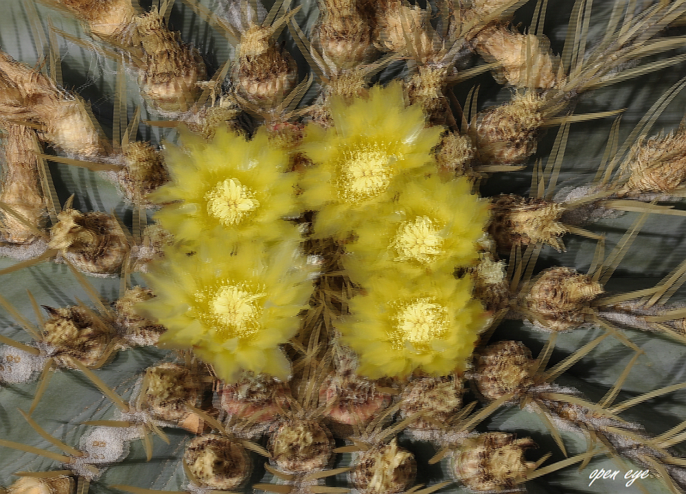 Goldkugel Kaktus – Echinocactus grusonii