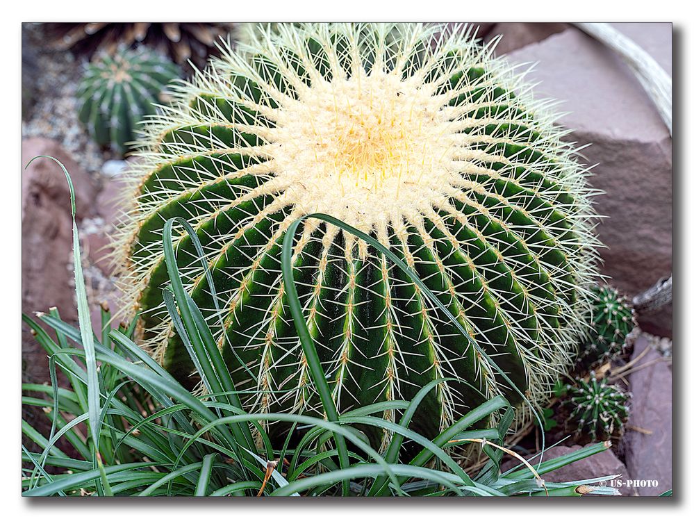 Goldkugelkaktus - Berggarten Herrenhausen