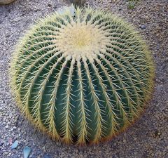 Goldkugelkaktus (Echinocactus grusonii)