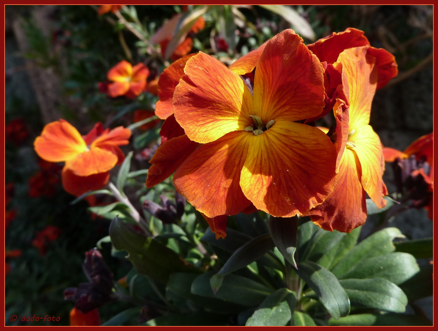 Goldlack (Erysimum cheiri)