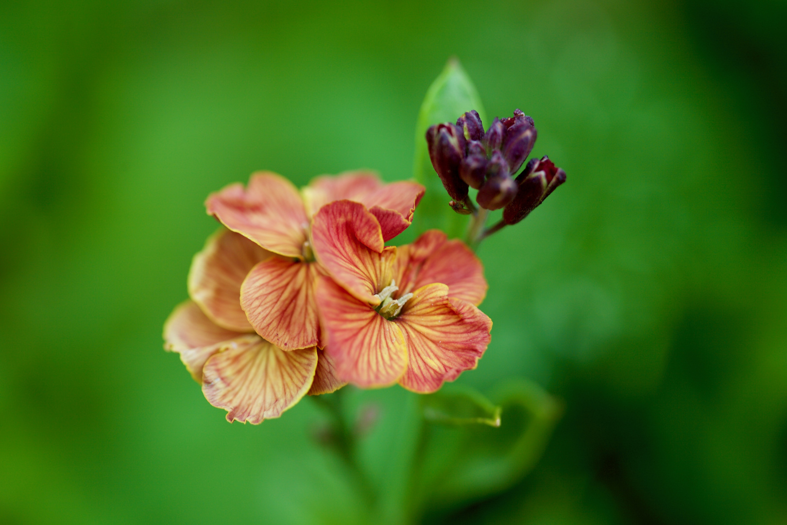 Goldlack  -  Erysimum cheiri