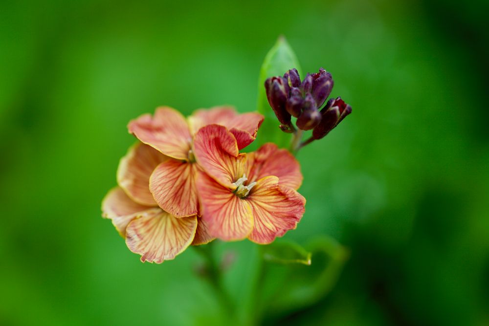 Goldlack  -  Erysimum cheiri