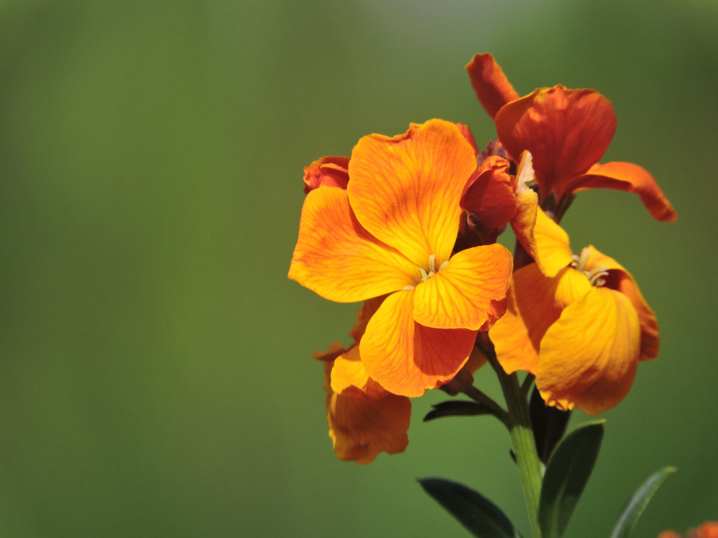 Goldlack (Erysimum cheiri)